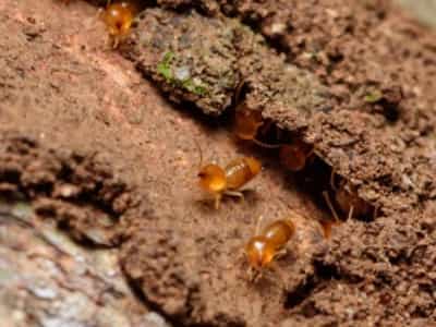 Anti Termite Soil Treatment