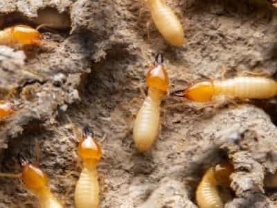 Termite(Deemak) Control Service